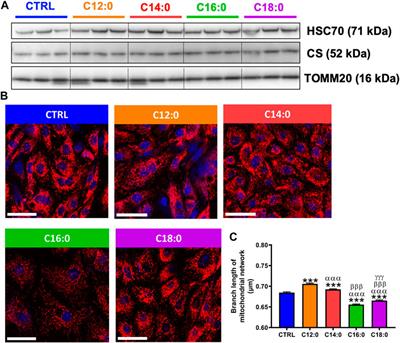 Saturated fatty acids differently affect mitochondrial function and the intestinal epithelial barrier depending on their chain length in the in vitro model of IPEC-J2 enterocytes